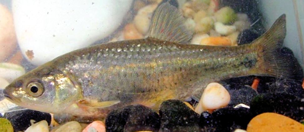 Squalius torgalensis_02.jpg